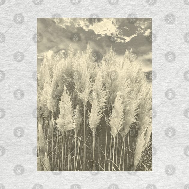 White Pampas Grass with dramatic sky above, nature sepia color photography by KINKDesign